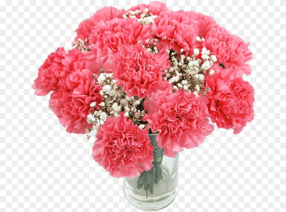 Pink Carnations Transparent Pink Carnations, Carnation, Flower, Flower Arrangement, Plant Png Image