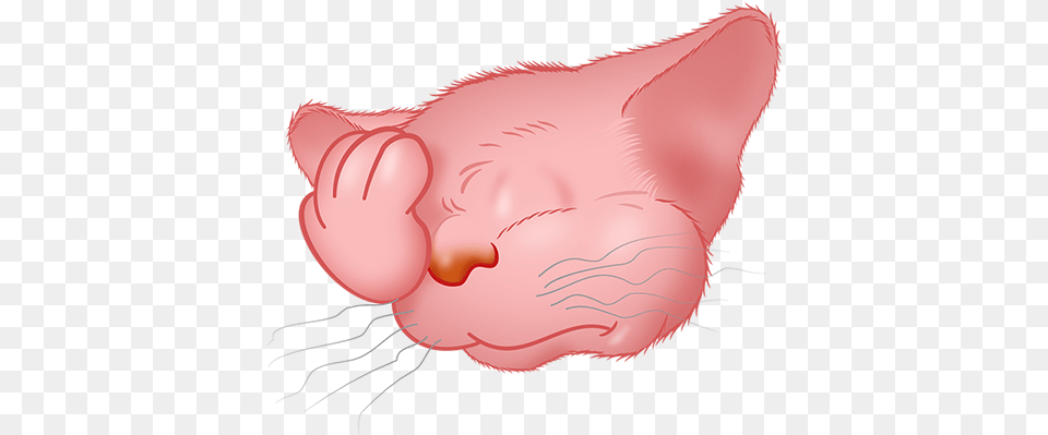 Pink Cat Emoji Messages Sticker 6 Illustration, Snout Png Image