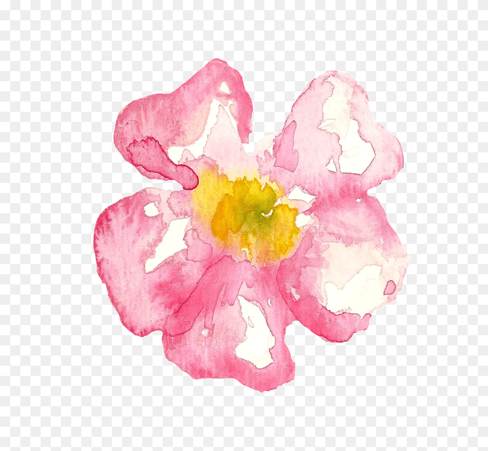 Pink Cherry Blossom Cartoon Transparent Download, Anemone, Flower, Petal, Plant Png