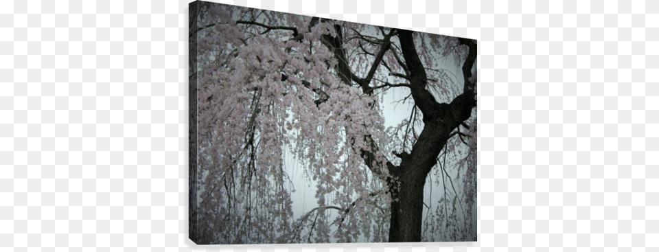 Pink Cherry Blossom Tree In Shades Of Gray Photograph Cherry Blossom, Flower, Plant, Tree Trunk, Cherry Blossom Free Png