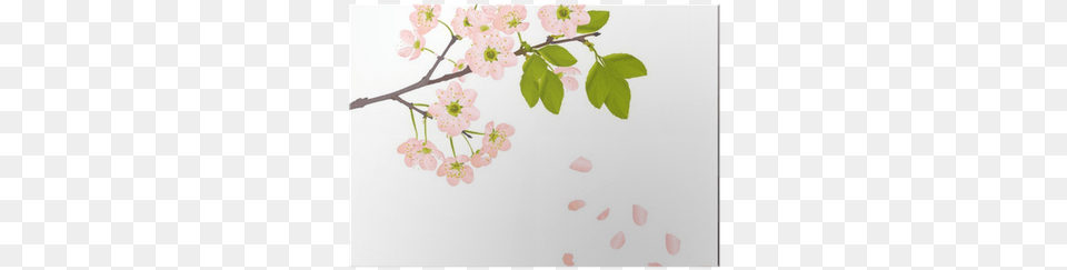 Pink Cherry Flowers And Falling Petals Poster Pixers Falling Flower Vector, Plant, Cherry Blossom, Petal Png