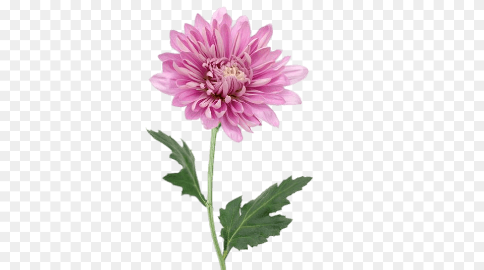 Pink Chrysanthemum, Dahlia, Daisy, Flower, Plant Free Png Download