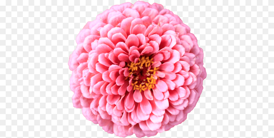 Pink Chrysanthemum Flower Top View Without Background Sf Plant Dahlia, Petal, Daisy, Rose Free Transparent Png