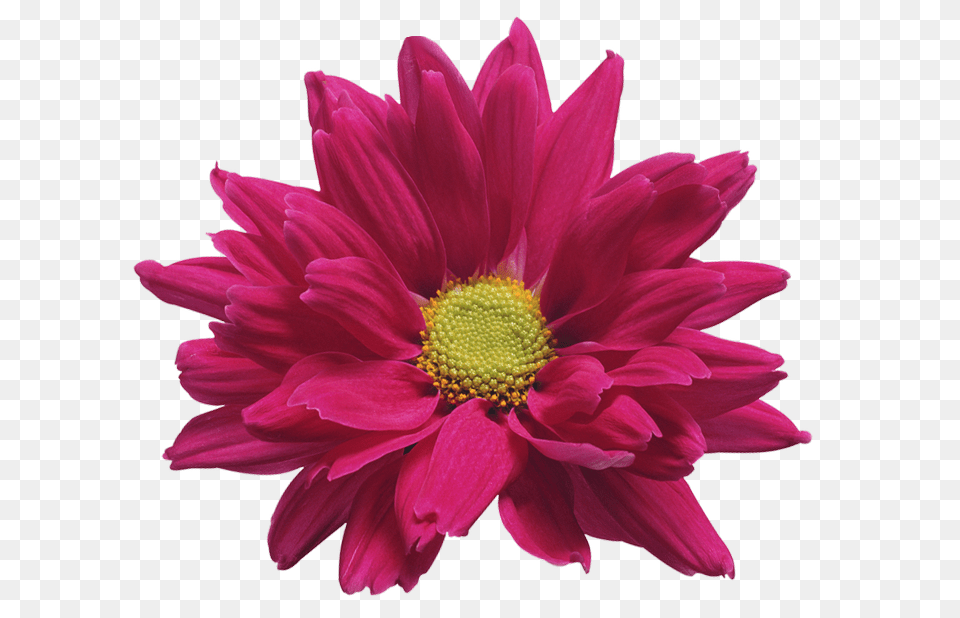 Pink Chrysanthemum Flower Transparent Clip Art Gallery, Dahlia, Daisy, Petal, Plant Png Image