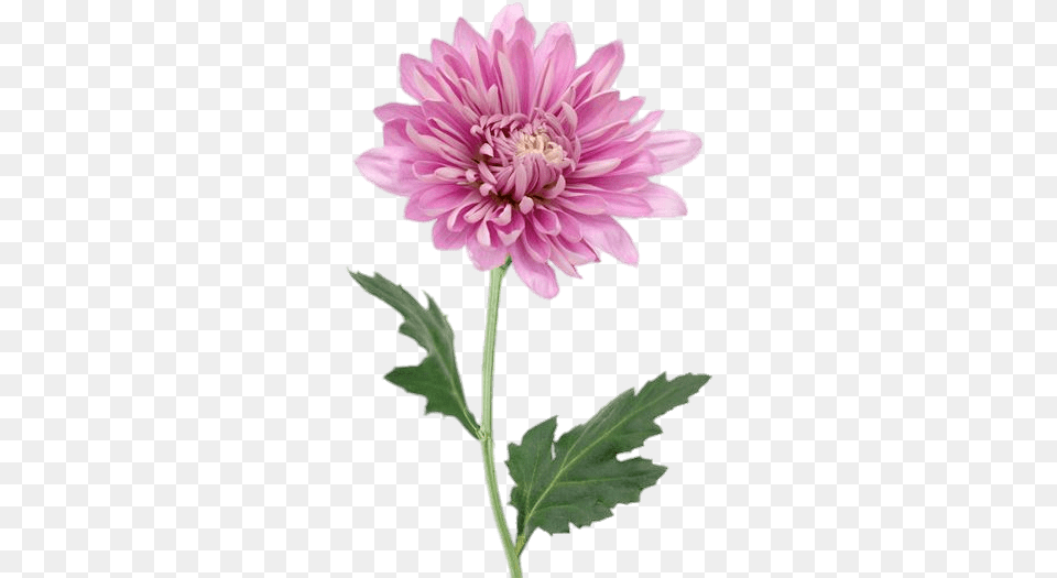 Pink Chrysanthemum Transparent Pink Chrysanthemum, Dahlia, Flower, Plant, Daisy Free Png Download