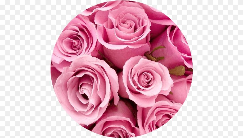 Pink Circle Aesthetic Aestheticcircle Pinkaesthetic Pink Roses Circle Aesthetic, Flower, Flower Arrangement, Flower Bouquet, Petal Png Image