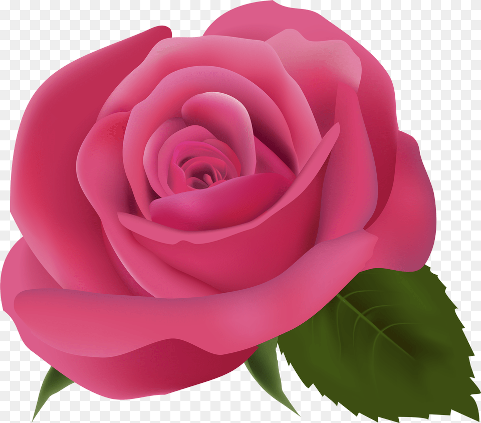 Pink Clip Art Pink Rose Transparent Background, Flower, Plant Free Png