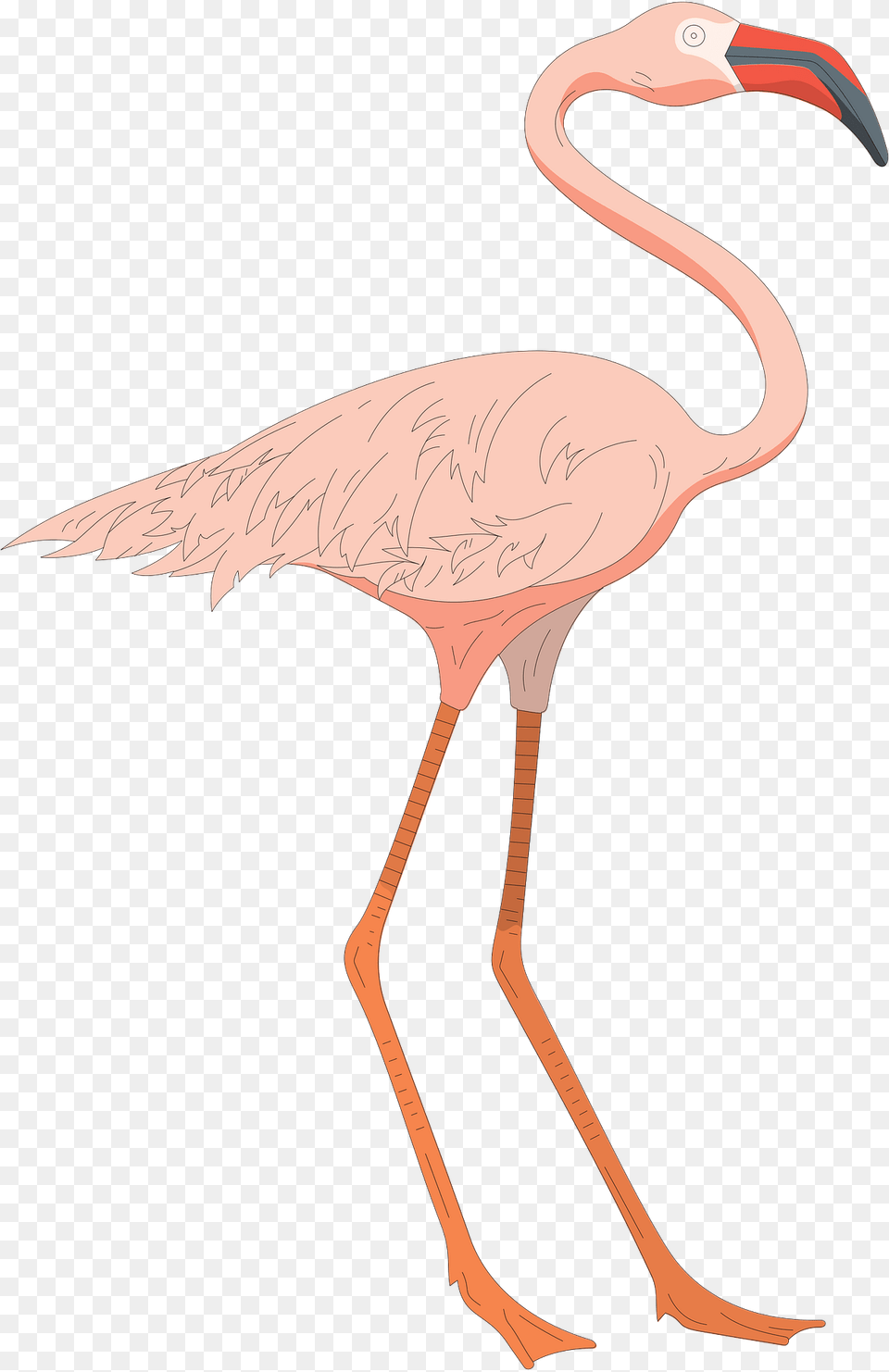 Pink Clipart, Animal, Bird, Flamingo, Beak Png