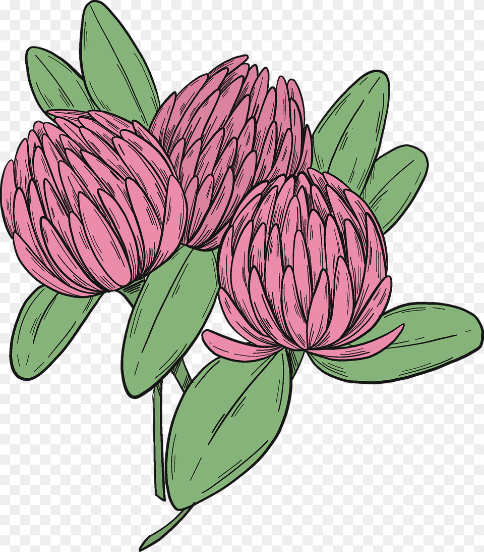 Pink Clover Clipart, Art, Dahlia, Flower, Plant Free Png