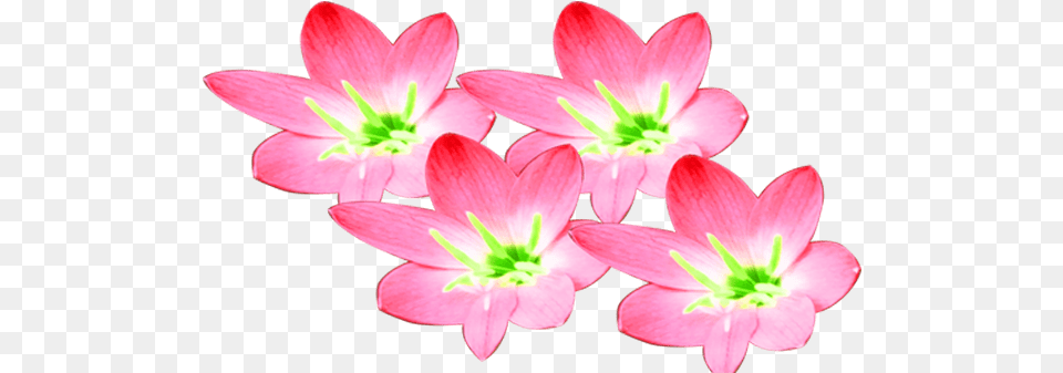 Pink Color Beautiful Transparent Flowering Dogwood, Anther, Flower, Petal, Plant Png