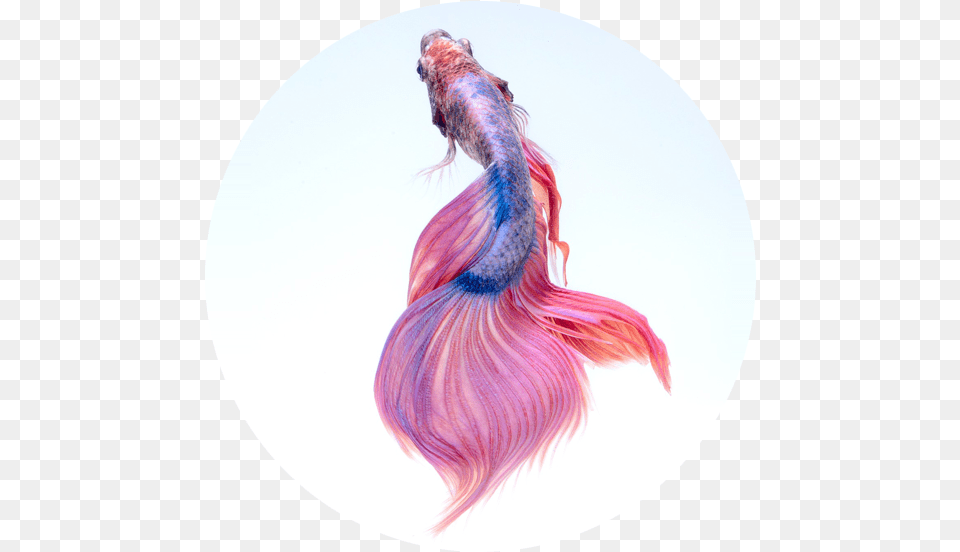 Pink Colour Beautiful Fish, Animal, Sea Life, Bird Png Image