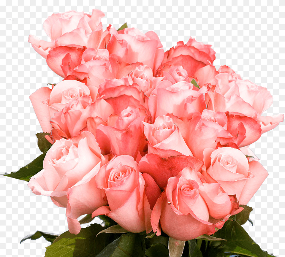 Pink Colour Of Roses, Flower, Flower Arrangement, Flower Bouquet, Plant Free Png Download