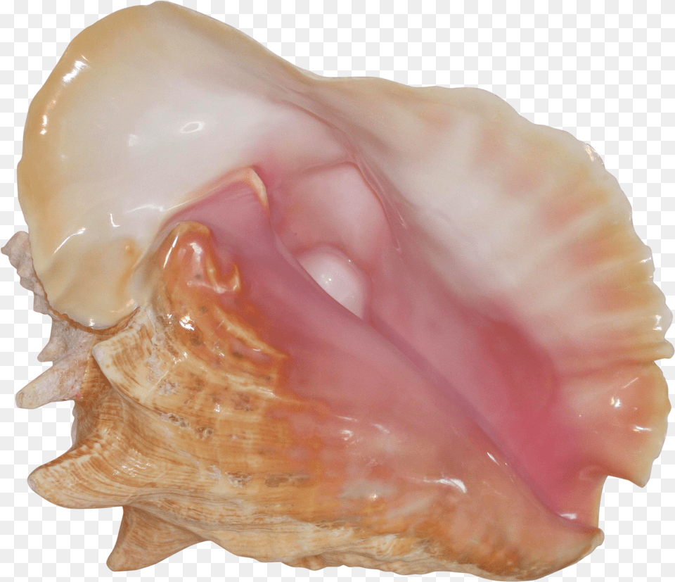 Pink Conch Shell Specimen On Chairish Shell, Animal, Invertebrate, Sea Life, Seashell Png