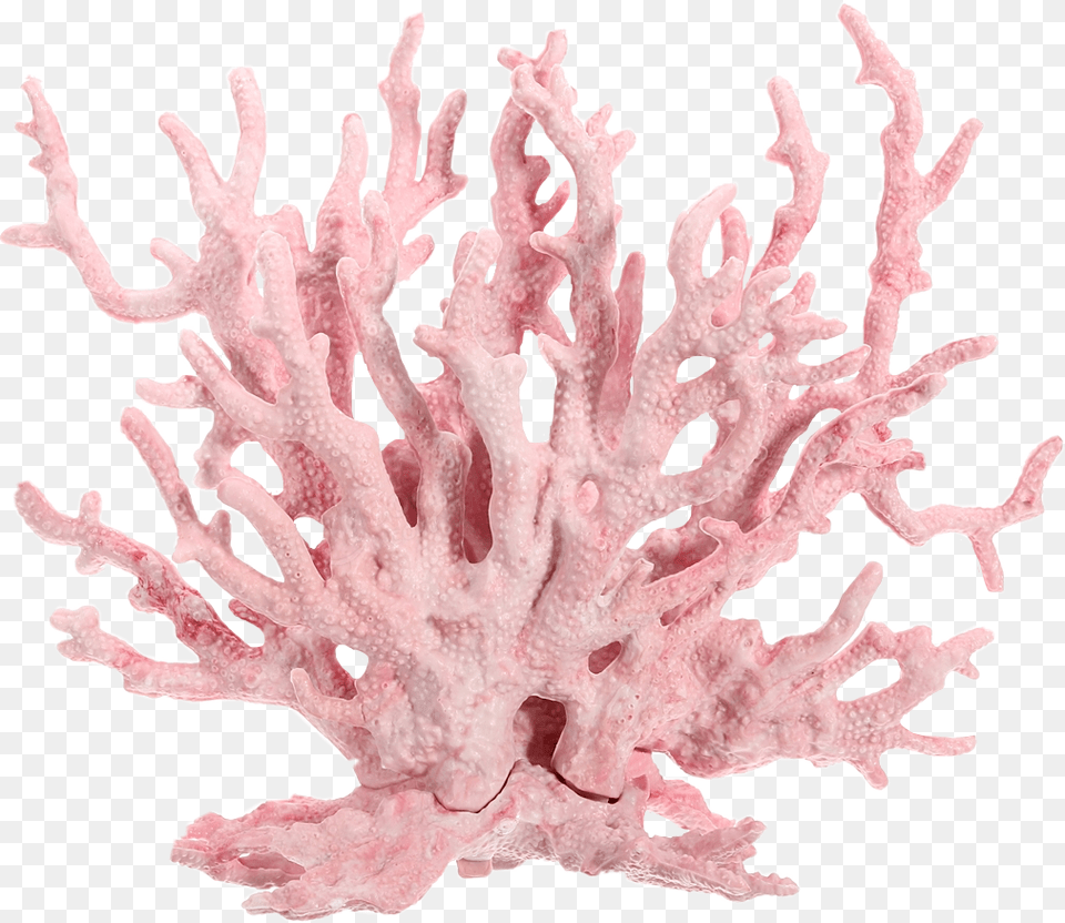 Pink Coral Reef, Animal, Sponge Animal, Invertebrate, Sea Life Png