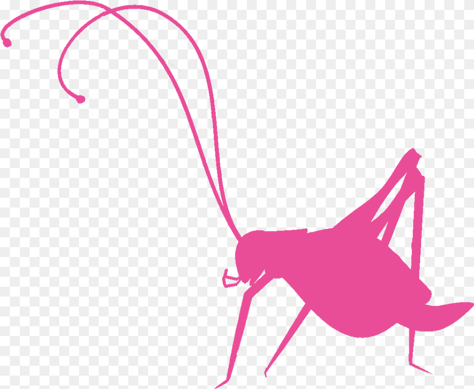Pink Cricket Inc, Animal, Cricket Insect, Insect, Invertebrate Free Png