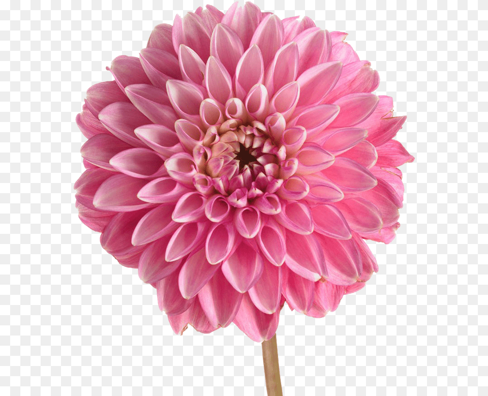 Pink Dahlia, Flower, Plant Free Png Download
