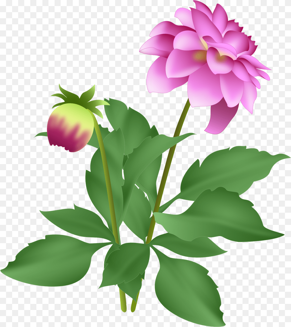 Pink Dahlia, Flower, Geranium, Plant Free Png