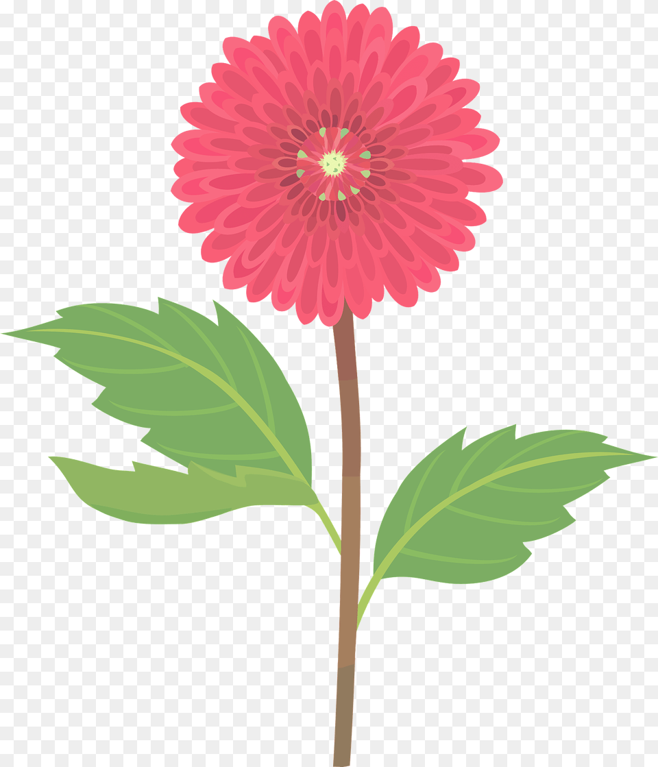 Pink Dahlia Flower Clipart, Daisy, Leaf, Plant, Anther Free Png Download