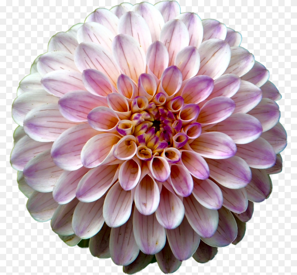 Pink Dahlia Flower With Detail, Plant, Petal, Daisy Free Png Download