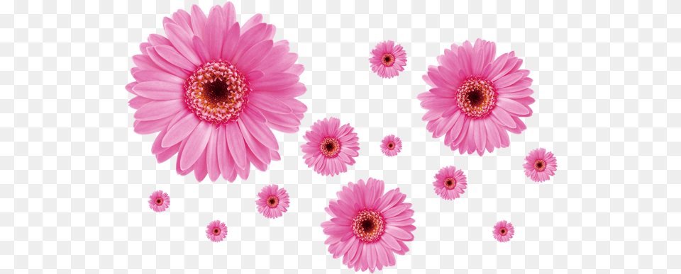 Pink Daisies, Daisy, Flower, Petal, Plant Png