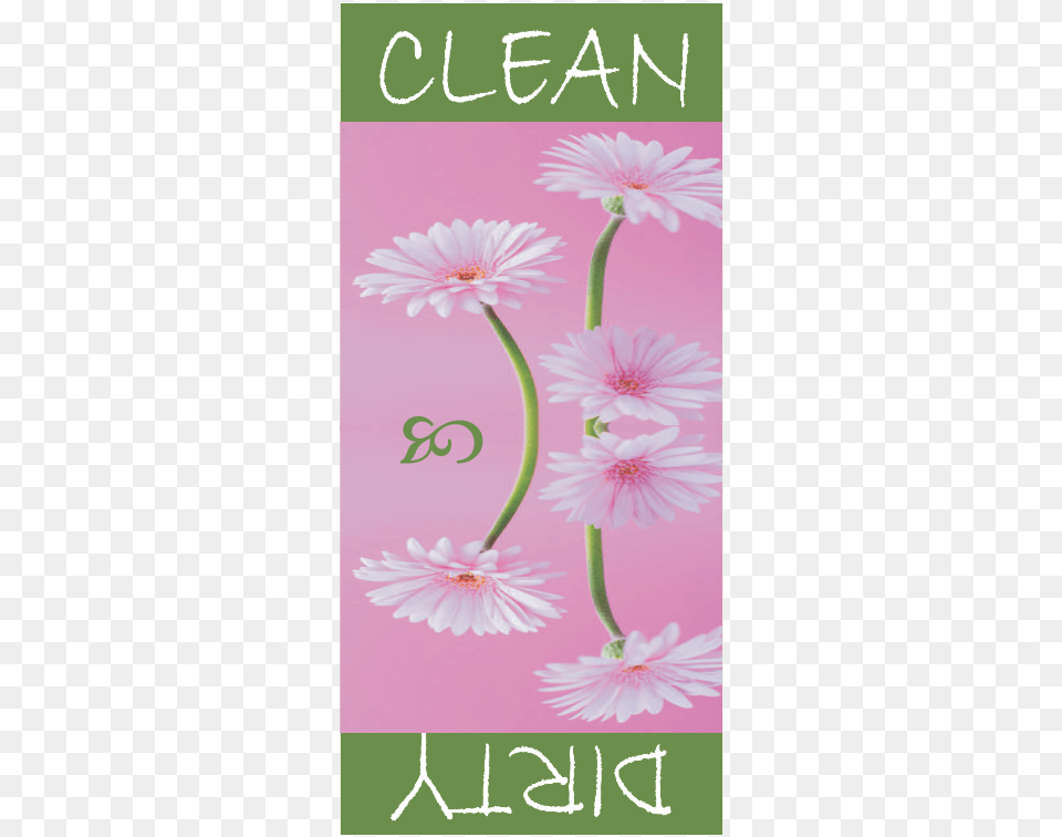 Pink Daisy, Flower, Plant, Envelope, Greeting Card Free Transparent Png