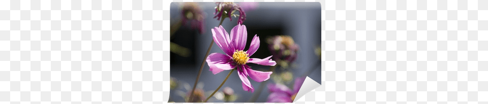 Pink Daisy Against A White Picket Fence Wall Mural Cosmos, Flower, Petal, Plant, Pollen Free Png