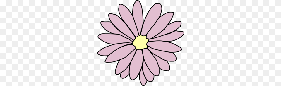 Pink Daisy Clip Art, Flower, Petal, Plant Png