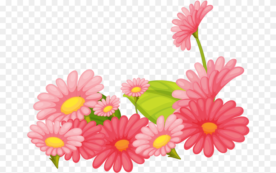 Pink Daisy Clip Art, Flower, Plant, Petal Png Image