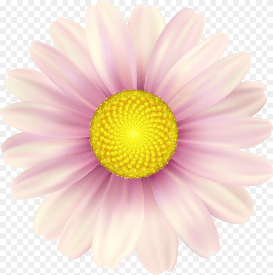 Pink Daisy Clip Art Image Shasta Daisy Free Png Download