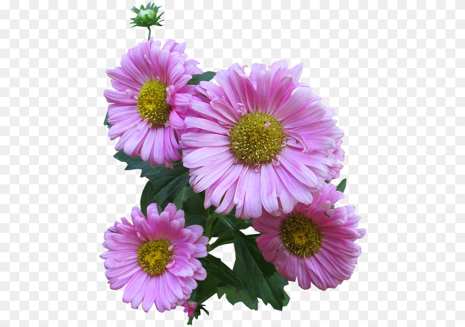 Pink Daisy Clipart 17 Buy Clip Art Rosa Margarida, Flower, Plant, Pollen, Petal Free Png Download