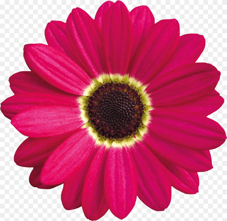 Pink Daisy Clipart Gallery For Free Myreal Daisy Flower Vector, Dahlia, Plant, Petal, Anemone Png Image