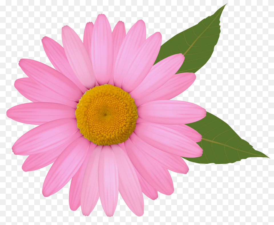 Pink Daisy Clipart Image Pink Daisy Flower Clipart, Petal, Plant Free Transparent Png