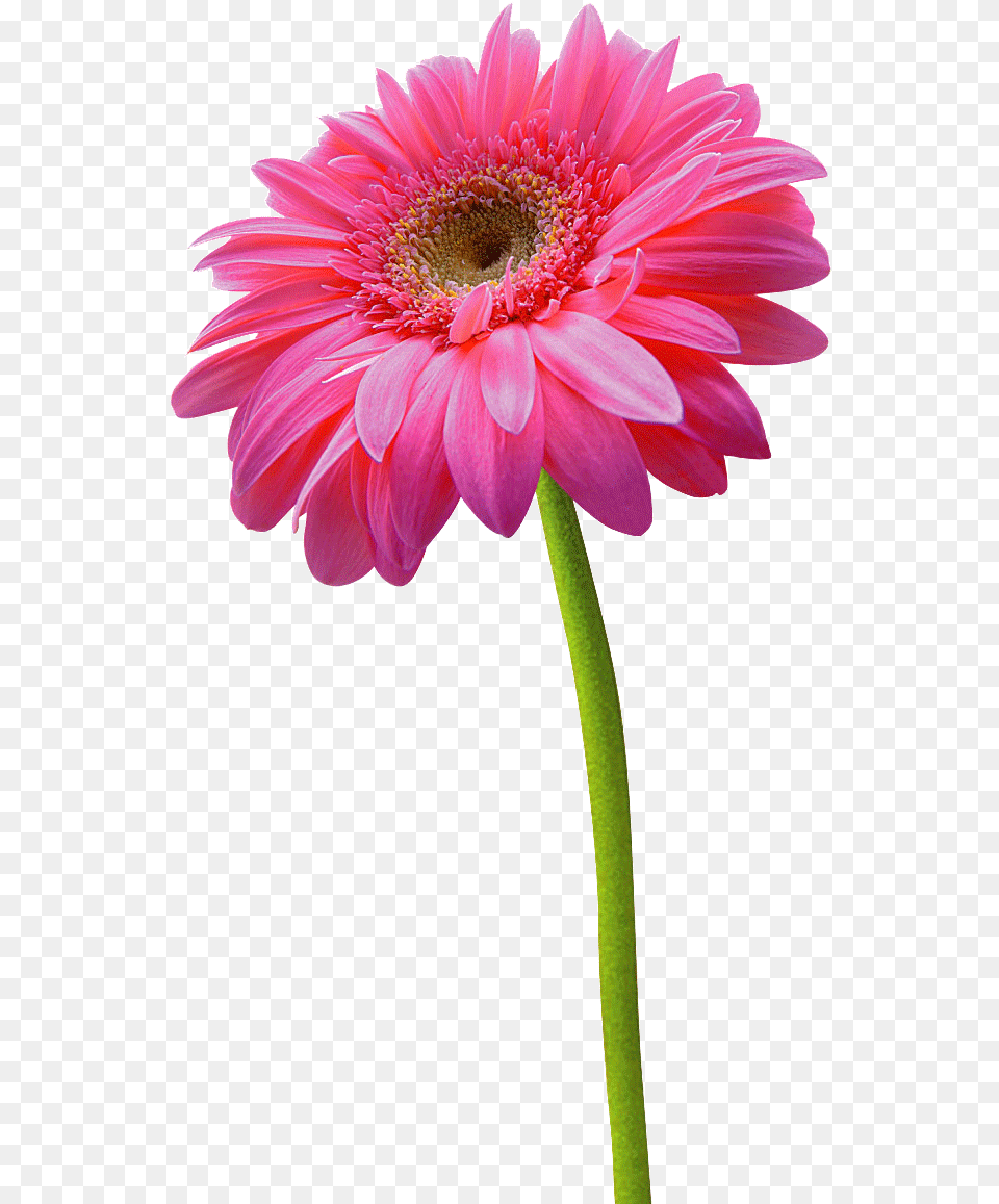 Pink Daisy Flower, Dahlia, Petal, Plant Free Transparent Png