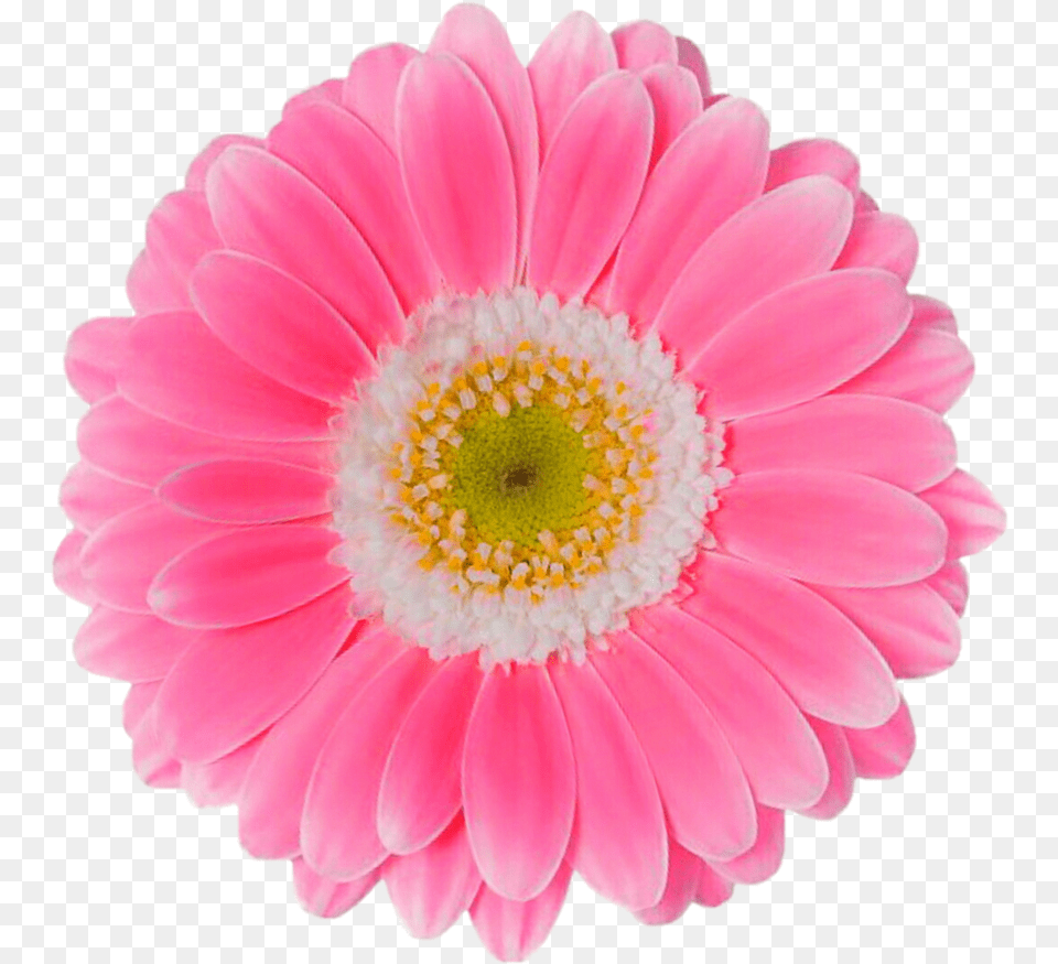 Pink Daisy Flower, Dahlia, Petal, Plant, Anther Free Transparent Png