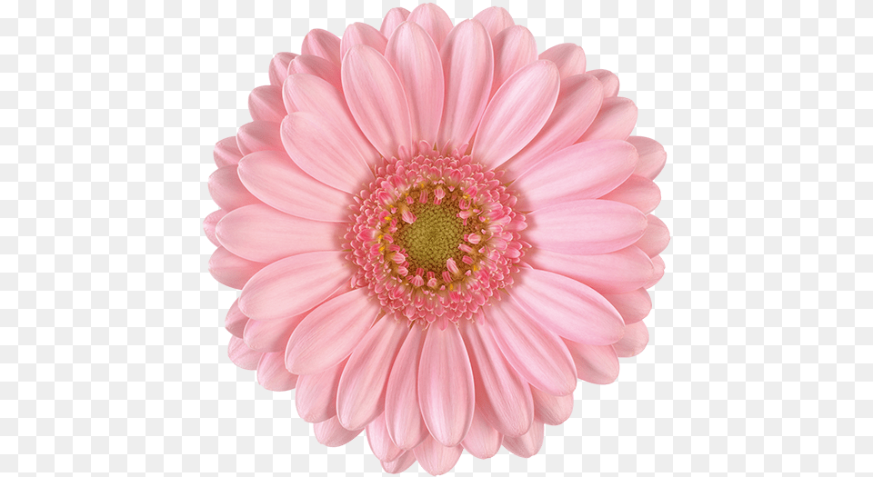 Pink Daisy Flower, Dahlia, Petal, Plant, Anther Png