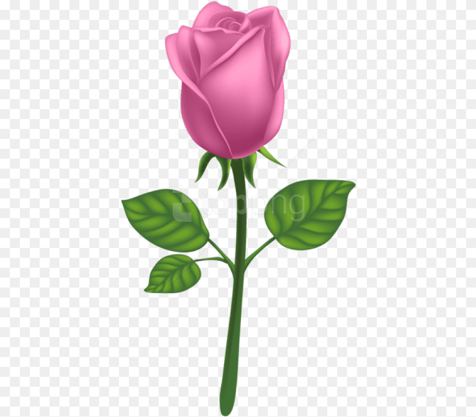 Pink Deco Rose Images Background Rose, Flower, Plant Free Png
