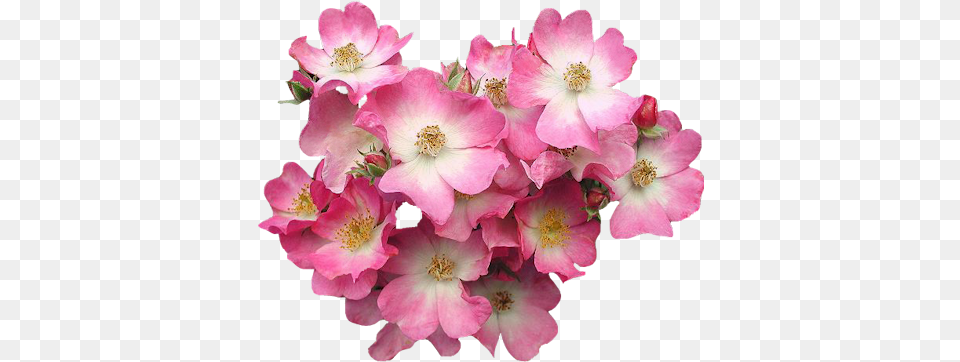 Pink Dogwood Flower Gif, Anther, Geranium, Petal, Plant Free Png Download