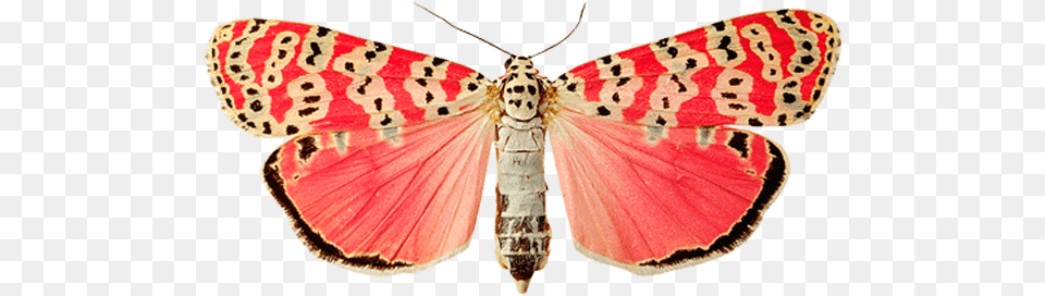 Pink Dots Butterfly, Animal, Insect, Invertebrate, Moth Free Png