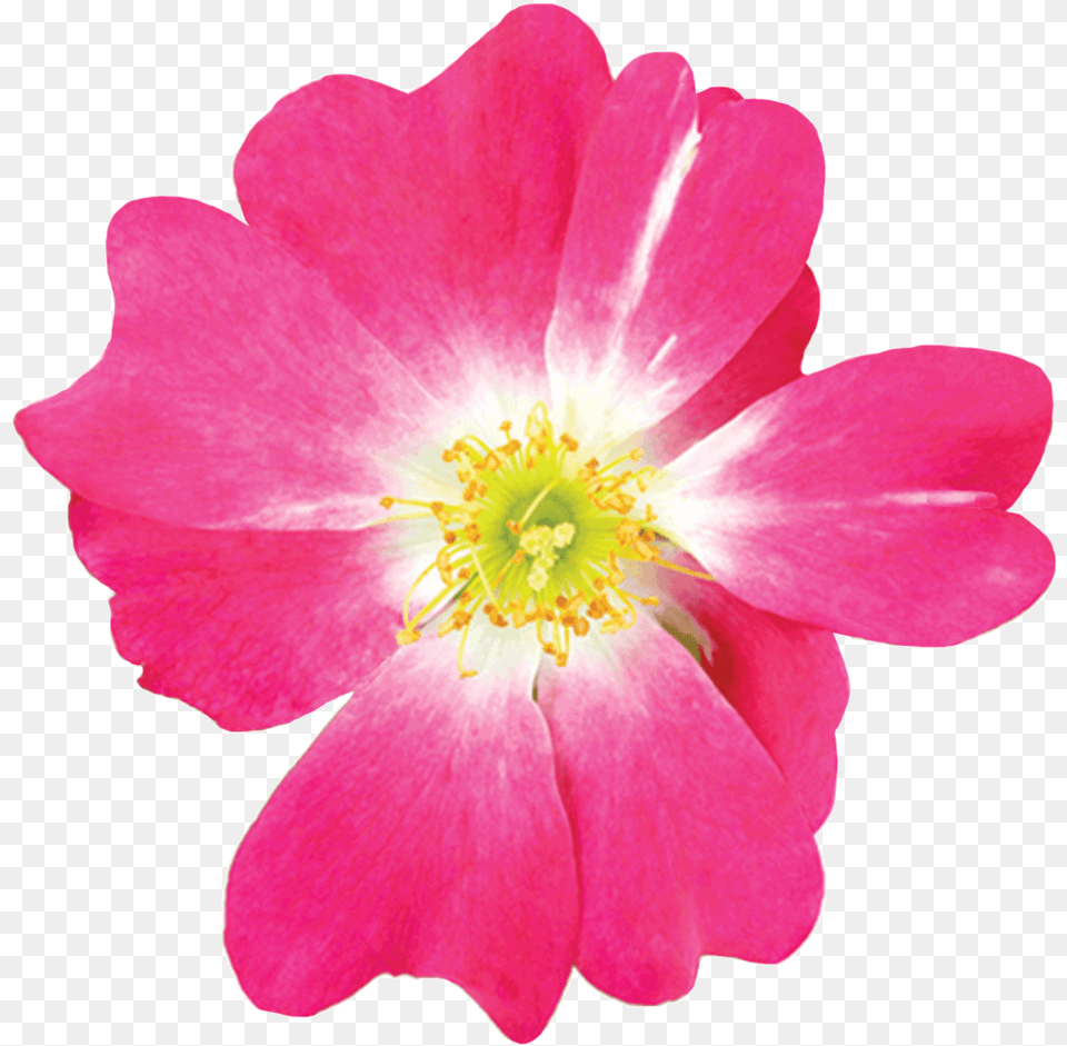 Pink Drift Rosa Pink Drift, Anemone, Anther, Flower, Petal Free Png Download