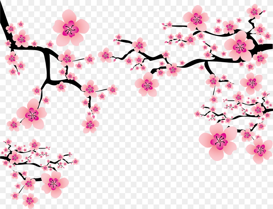 Pink Elements Branches Blossom Cherry Plum Japanese Transparent Cherry Blossom, Flower, Plant, Petal, Cherry Blossom Png Image