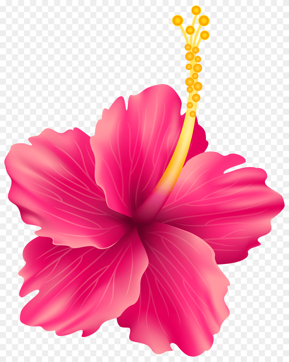 Pink Exotic Flower Clip Hawaiian Flowers Free Transparent Png