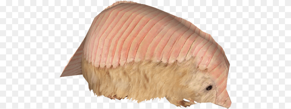 Pink Fairy Armadillo Pink Fairy Armadillo Animals, Animal, Mammal Free Png Download