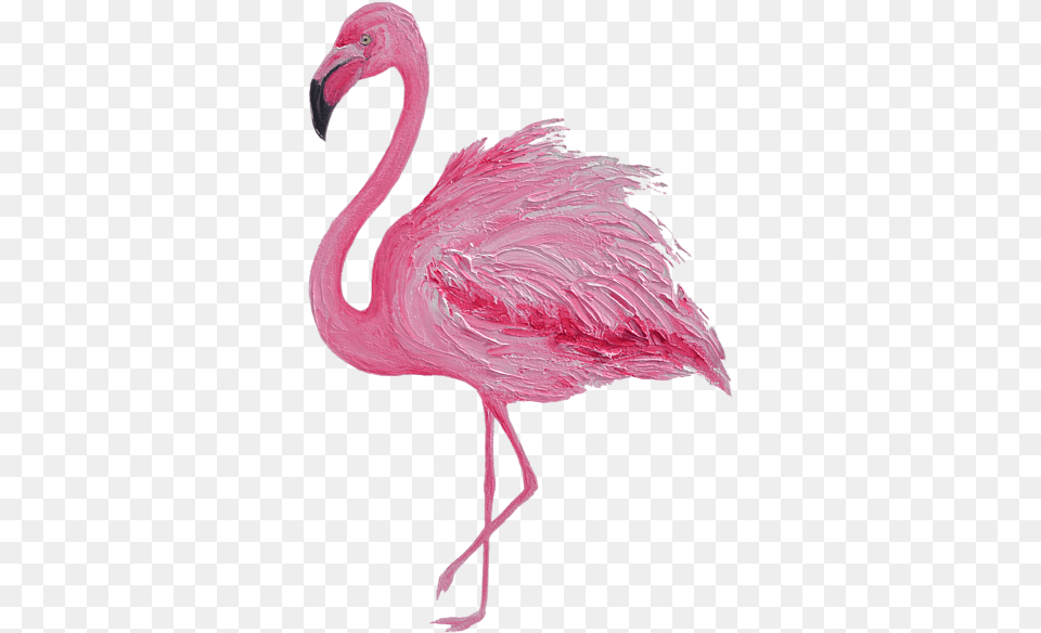 Pink Flamingo, Animal, Bird, Beak Free Transparent Png