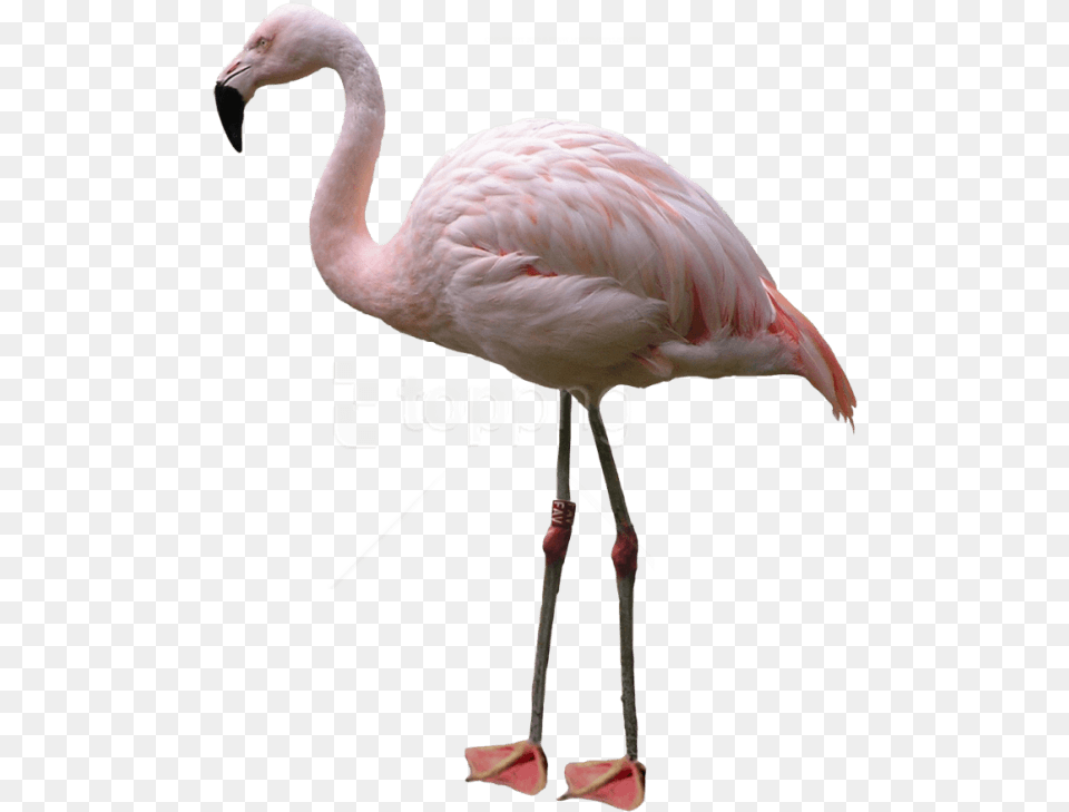 Pink Flamingo, Animal, Bird Png Image
