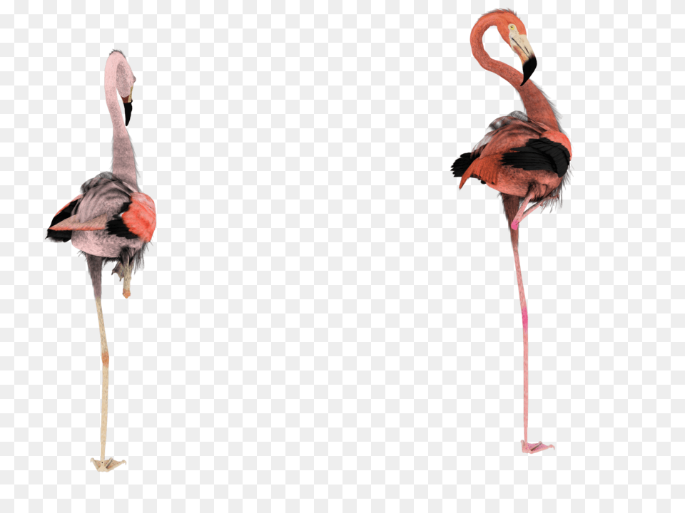 Pink Flamingo Clip Art, Animal, Bird Free Png
