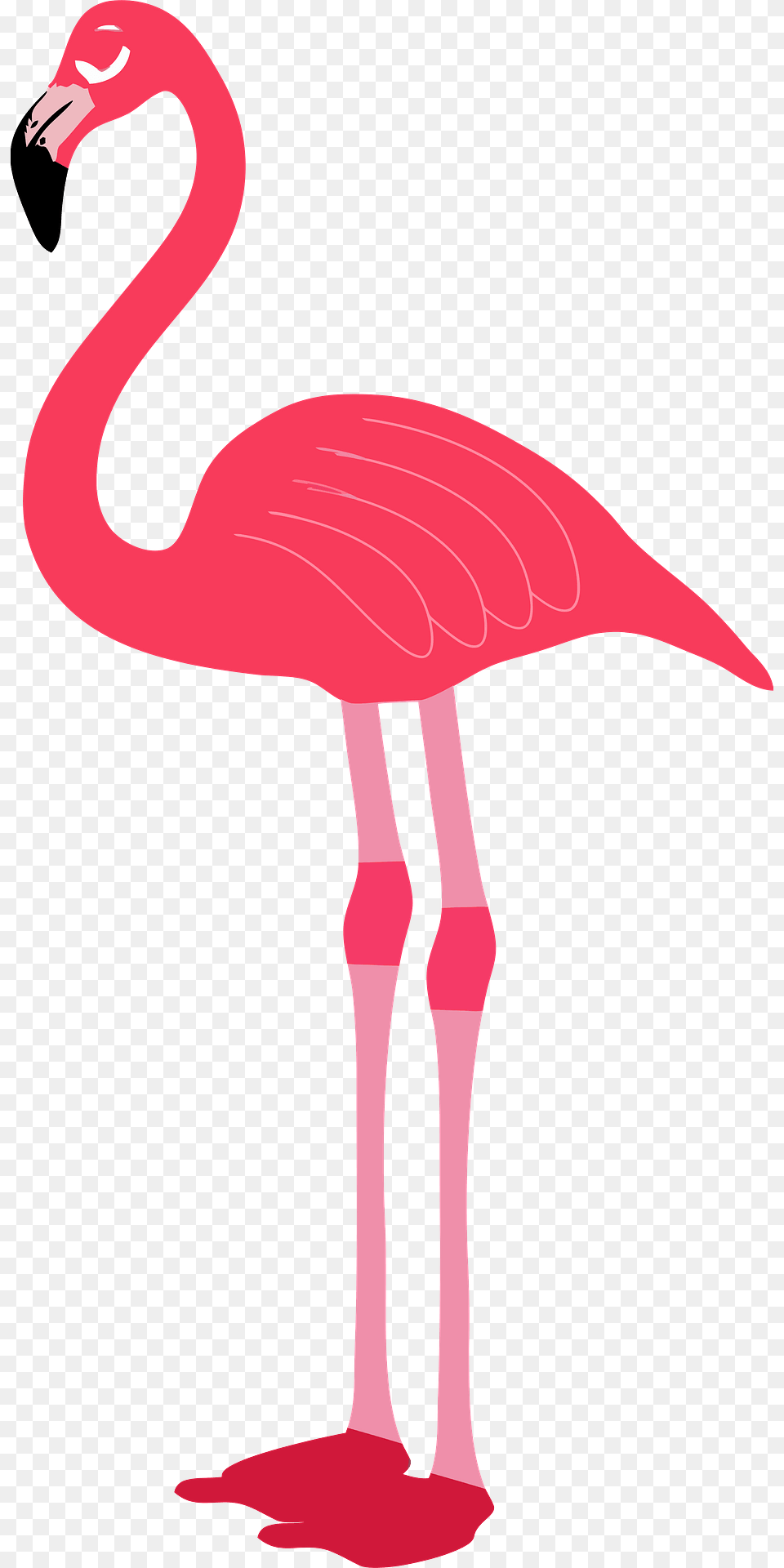 Pink Flamingo Clipart, Animal, Bird, Cross, Symbol Free Transparent Png