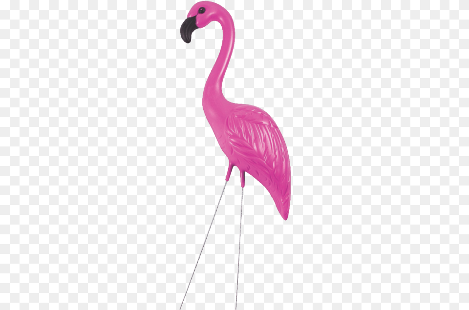 Pink Flamingo Pink Flamingos, Animal, Bird Free Png Download