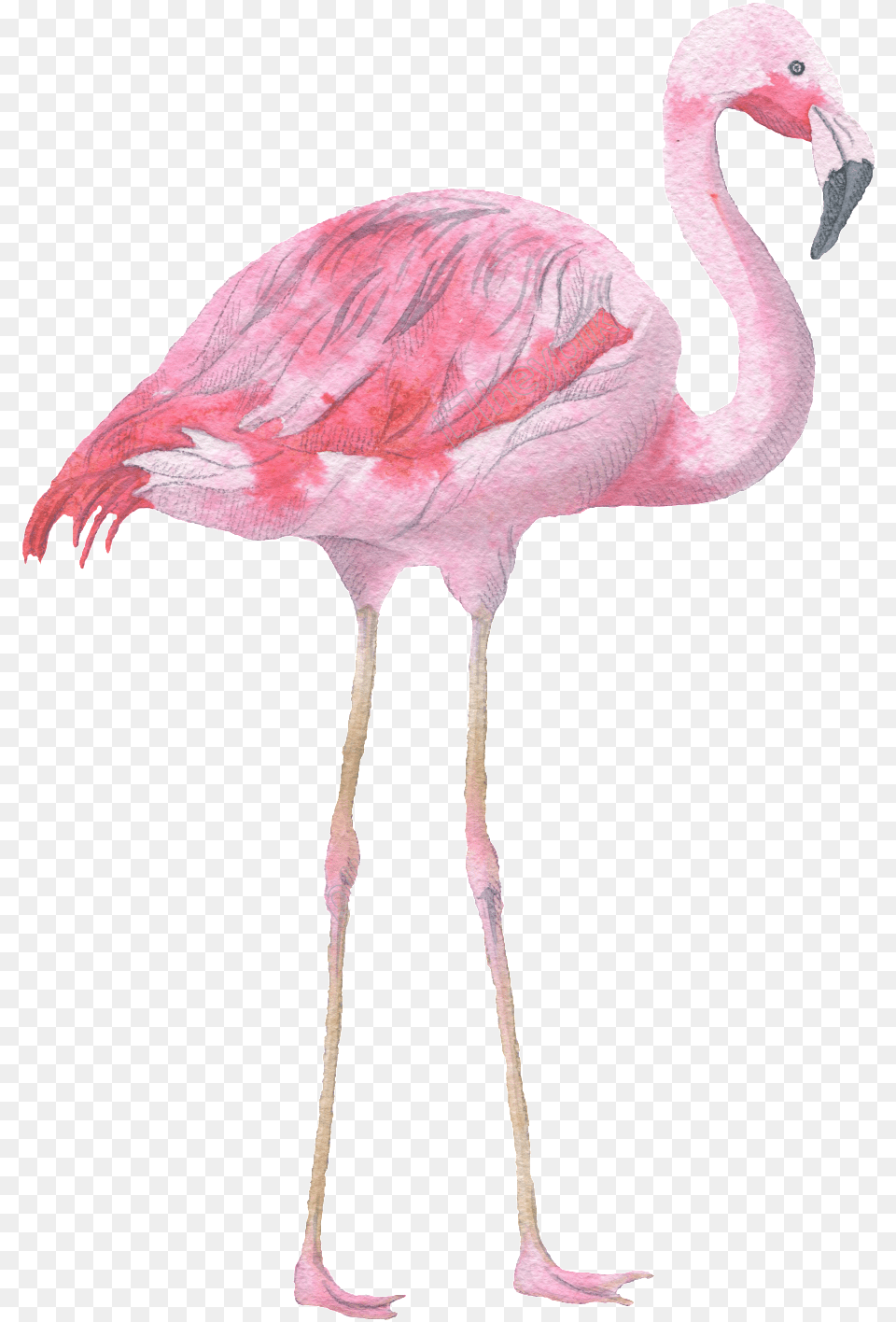 Pink Flamingo Watercolor Transparent Decorative Pattern Watercolour Flamingo, Animal, Bird Free Png