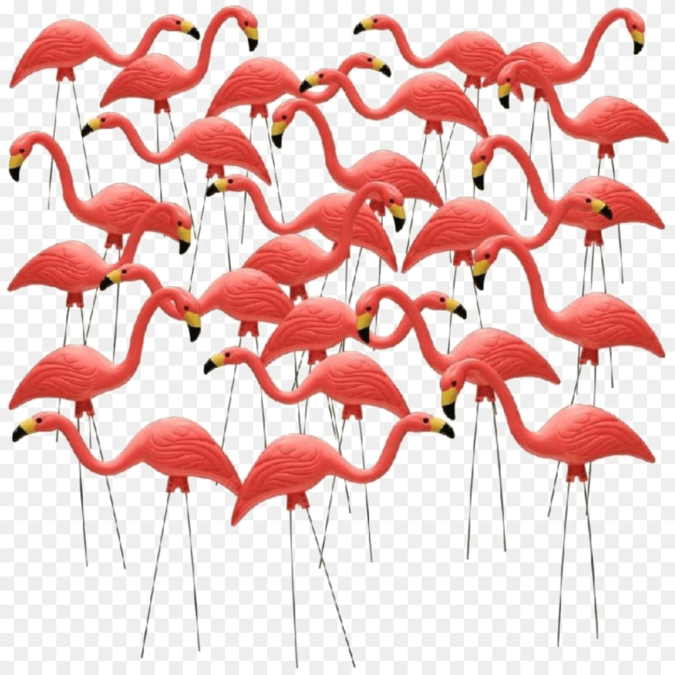 Pink Flamingos Garden, Animal, Bird, Flamingo Free Transparent Png