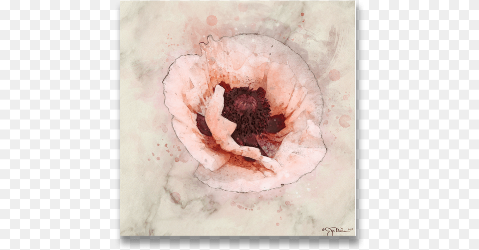 Pink Floral Painting On Canvas Transparent Background, Flower, Petal, Plant, Poppy Png Image